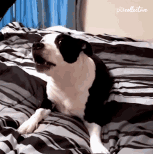 howling-barking