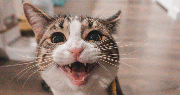 Gato plasticoso