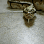 snake-hiss